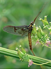 Mayfly: Mayflies live just a few days as adults but spend months or even years as larval nymphs in freshwater streams or ponds.: They are a favorite food for fish and other aquatic predators and require water with a neutral pH and high levels of dissolved oxygen. They cannot tolerate pollution, making them important water quality indicators. Photograph by Andy Nelson via Flickr.com